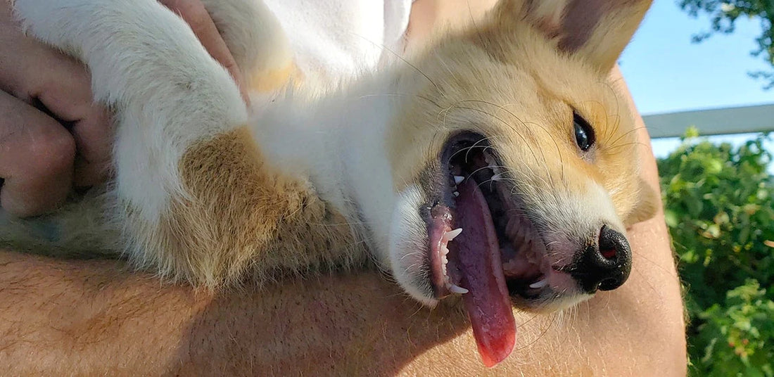 Puppy Training Tips