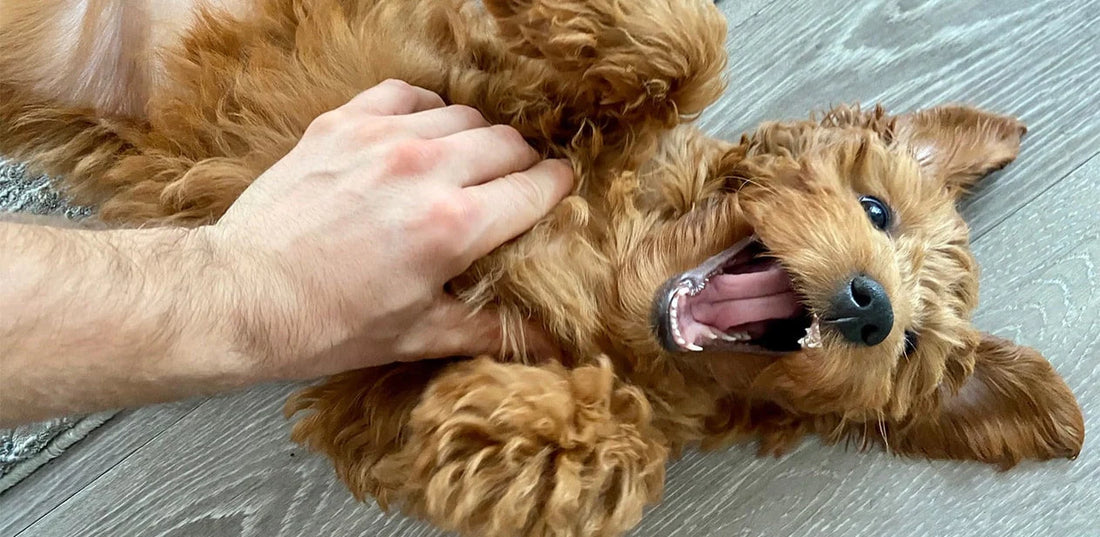 Puppy Basics