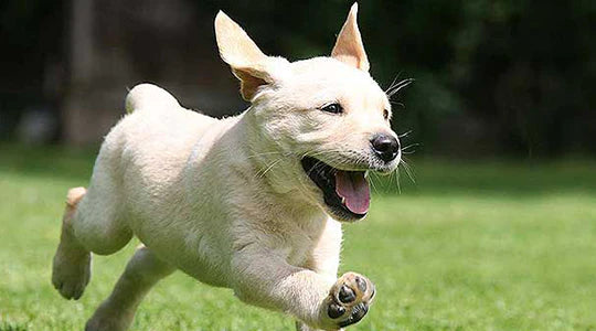 What Is My Puppy Telling Me Decoding Puppy Behavior