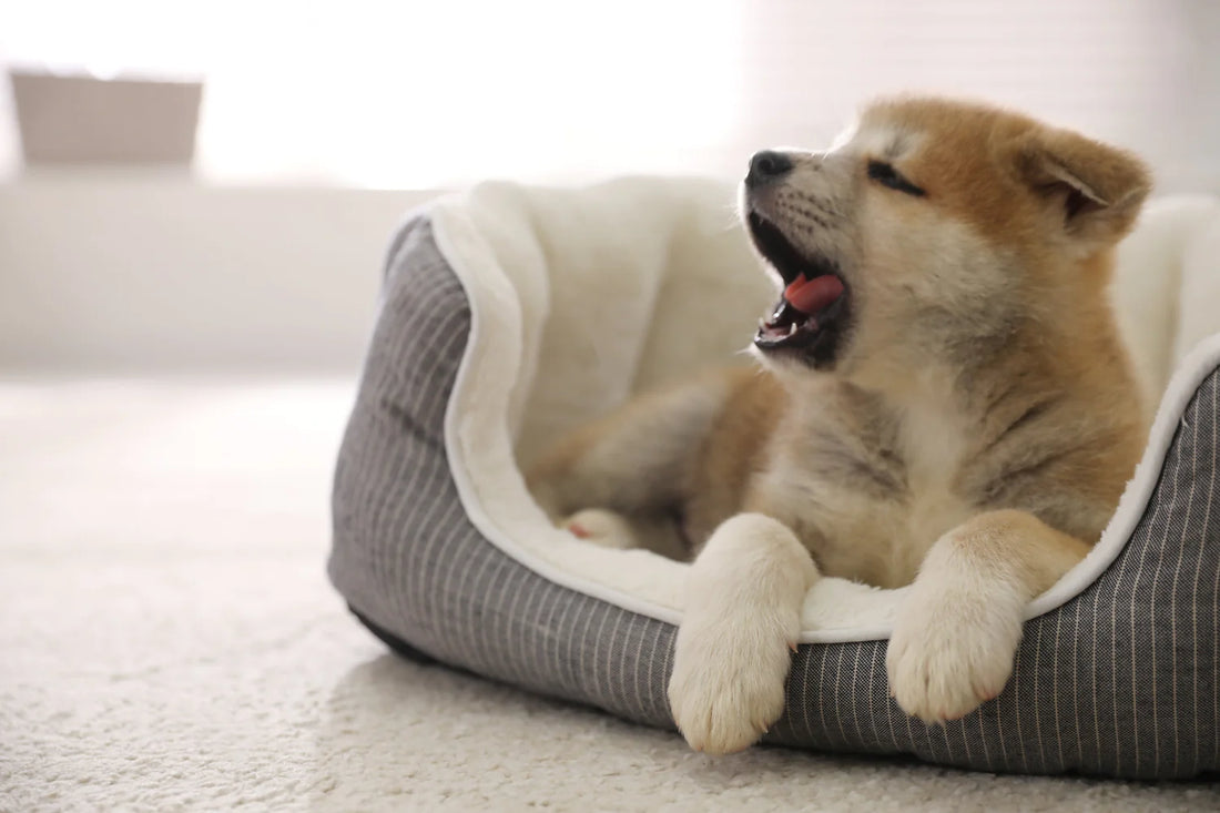 Understanding Puppy Basics