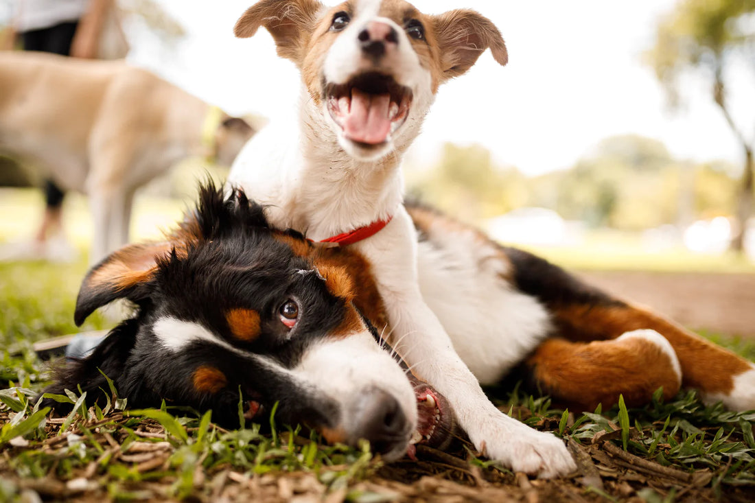 Puppy Basics