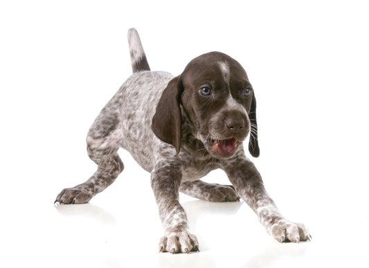How To Choose A Puppy That’s Right For Your Family