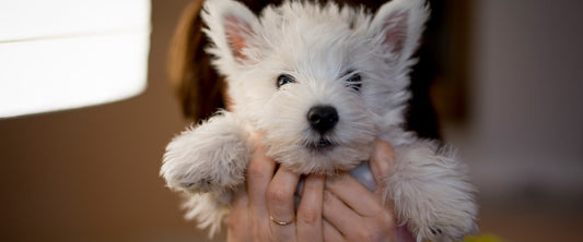 How to Welcome Home a New Puppy