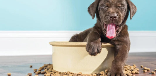 Understanding Puppy Food Nutrition Labels