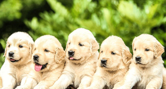 Puppy Basics