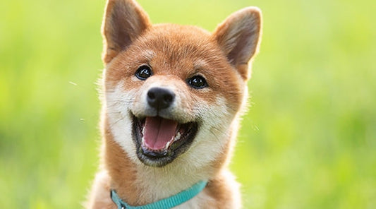 Puppy Care Guide