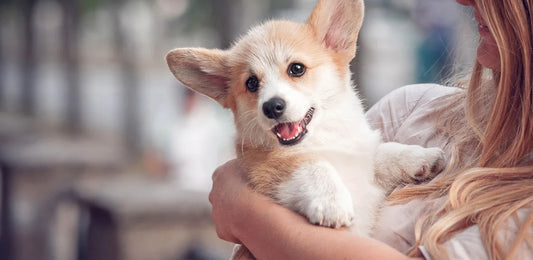 what to know when you bring your puppy home