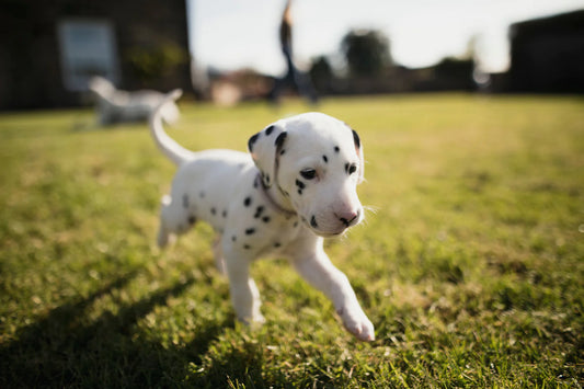 Crate Training Your Puppy